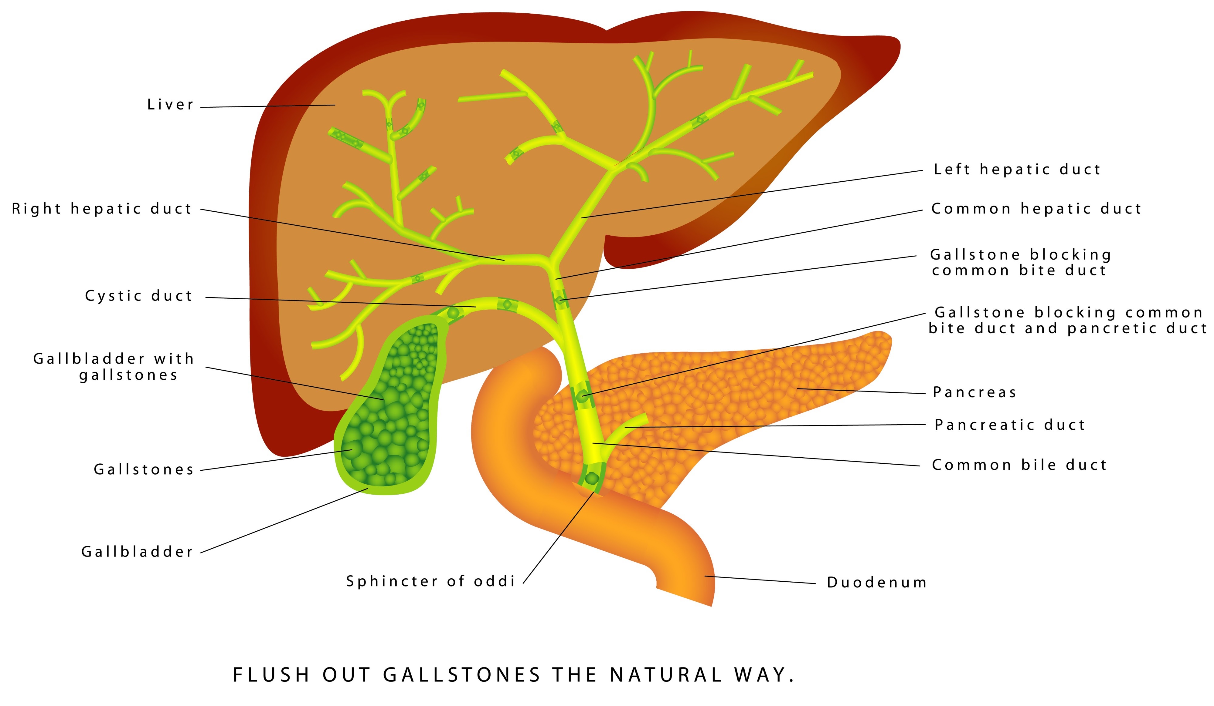 Image of the gallbladder and bile ducts