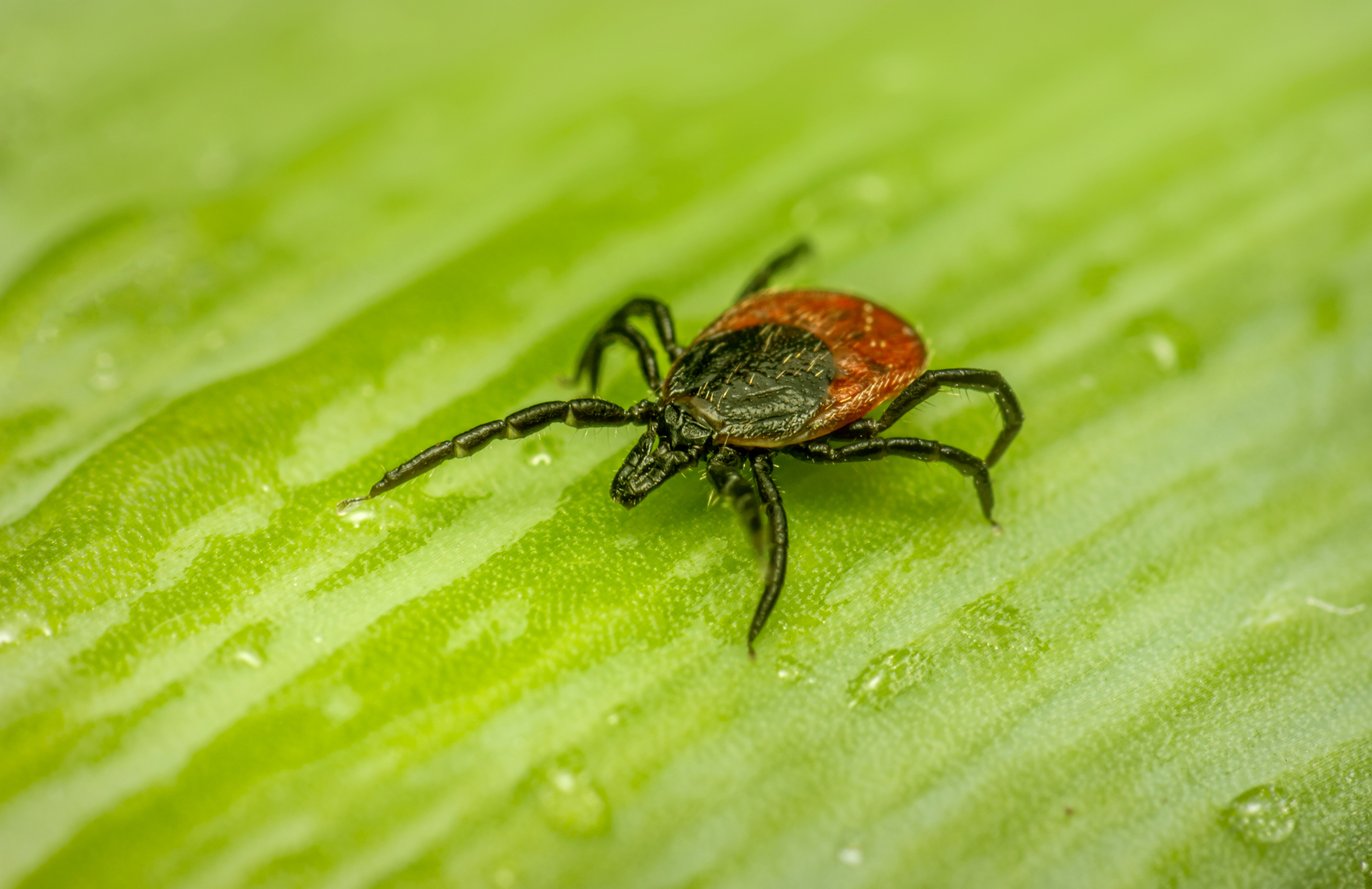Lyme Disease